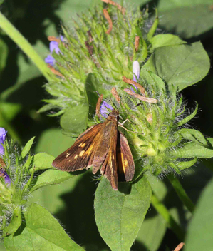 Broad-winged Skipper female